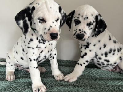 Beautiful Dalmatian puppies fully IKC Registered for sale in Westmeath