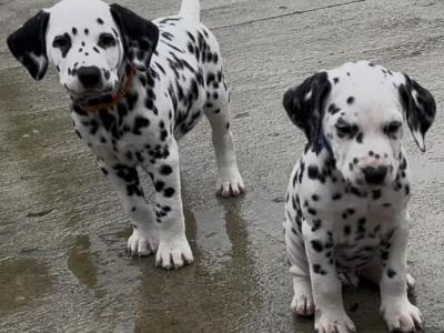 Beautiful Dalmatian puppies fully IKC Registered for sale in Westmeath