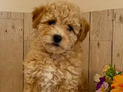 Stunning Poochons (Bichon Frise x Poodle) puppies for sale in Limerick