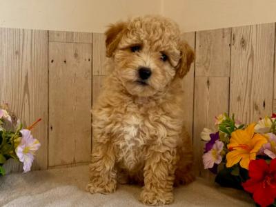 Stunning Poochon puppies (Poodle x Bichon Frise) for sale in Limerick