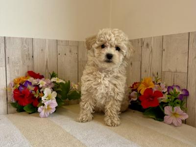 Stunning Poochons (Bichon Frise x Poodle) puppies for sale in Limerick