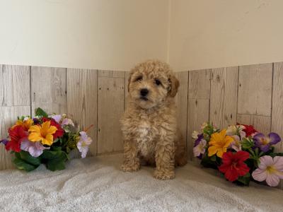 Stunning Poochons (Bichon Frise x Poodle) puppies for sale in Limerick