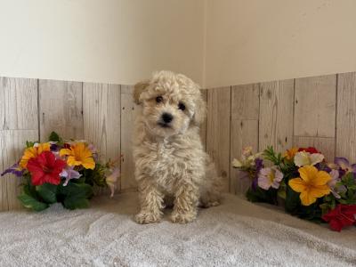 Stunning Poochons (Bichon Frise x Poodle) puppies for sale in Limerick