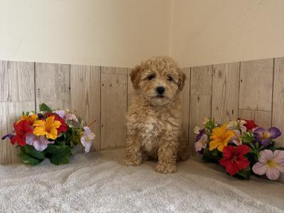 Stunning Poochons (Bichon Frise x Poodle) puppies for sale in Limerick