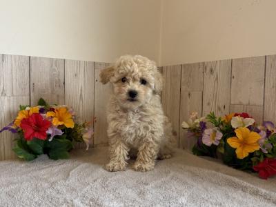 Stunning Poochons (Bichon Frise x Poodle) puppies for sale in Limerick