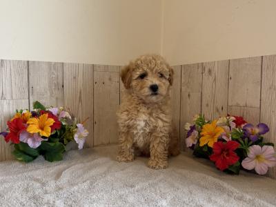 Stunning Poochons (Bichon Frise x Poodle) puppies for sale in Limerick