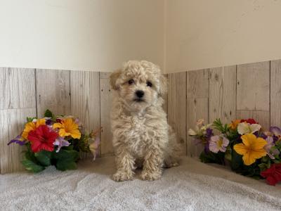 Stunning Poochons (Bichon Frise x Poodle) puppies for sale in Limerick