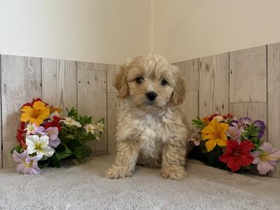 Adorable Cavachon puppies in Limerick
