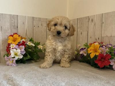 Adorable Cavachon puppies in Limerick