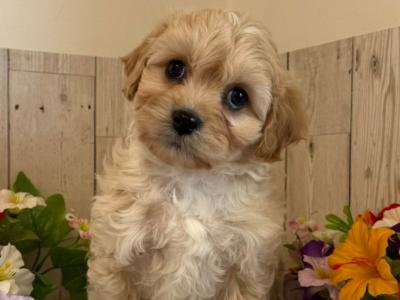 Adorable Cavachon puppies in Limerick