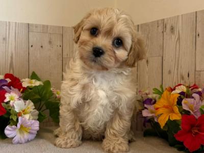 Adorable Cavachon puppies in Limerick
