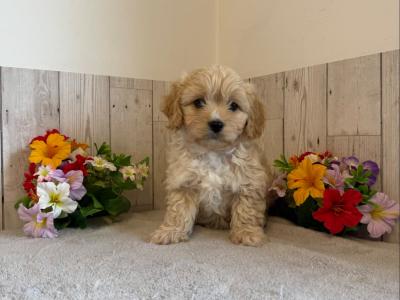 Adorable Cavachon puppies in Limerick