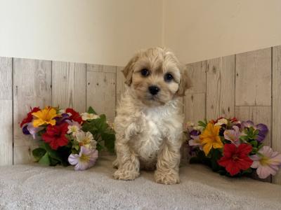 Adorable Cavachon puppies in Limerick