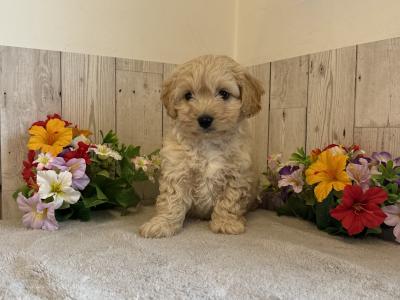 Adorable Cavachon puppies in Limerick