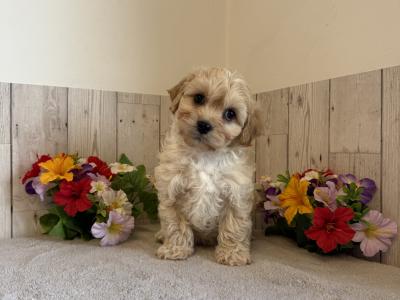 Adorable Cavachon puppies in Limerick