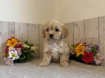 Adorable Cavachon puppies in Limerick