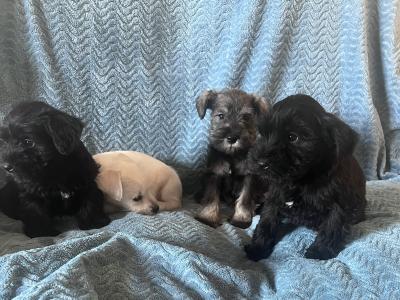 Miniature Schnauzer pups in Wexford