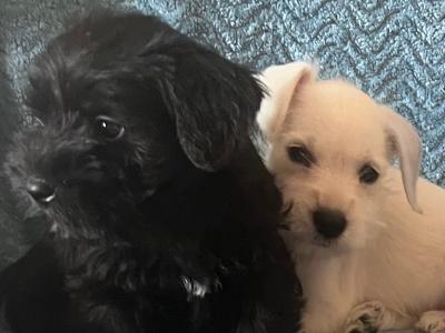 Miniature Schnauzer pups in Wexford
