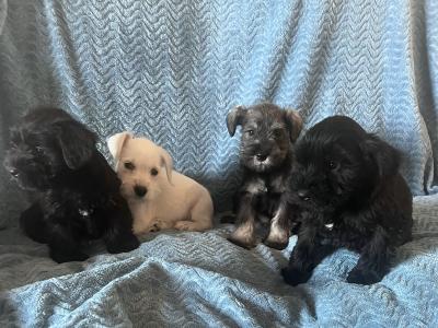Miniature Schnauzer pups in Wexford