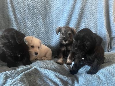 Miniature Schnauzer pups in Wexford