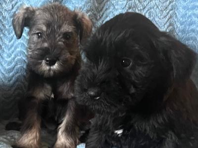 Miniature Schnauzer pups in Wexford