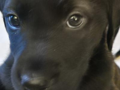5 beautiful Labrador X puppies in Leitrim