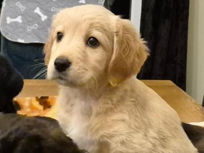 5 beautiful Labrador X puppies in Leitrim