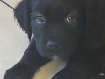 5 beautiful Labrador X puppies in Leitrim