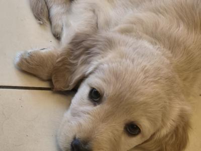 5 beautiful Labrador X puppies in Leitrim