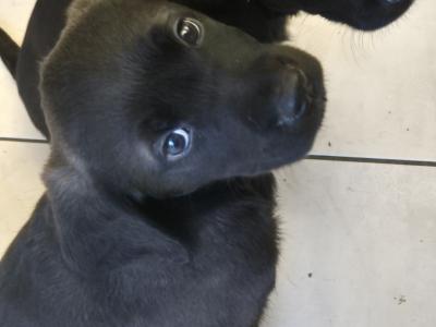 5 beautiful Labrador X puppies in Leitrim