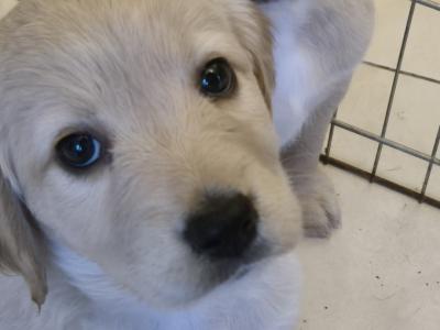 5 beautiful Labrador X puppies in Leitrim