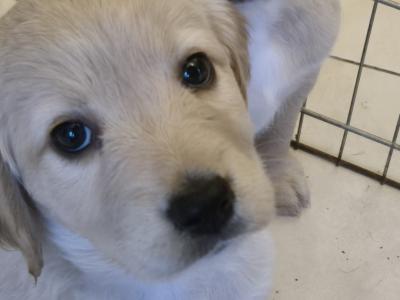5 beautiful Labrador X puppies in Leitrim