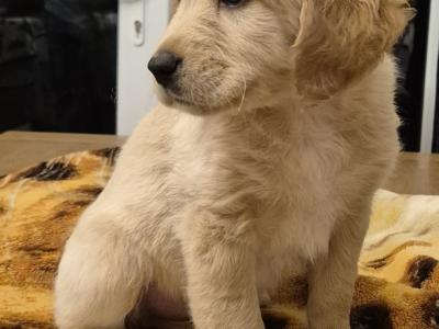 5 beautiful Labrador X puppies in Leitrim