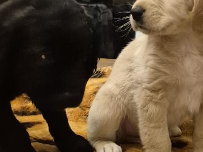 5 beautiful Labrador X puppies in Leitrim