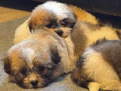 Shih Tzu x Pomeranian puppies in Clare