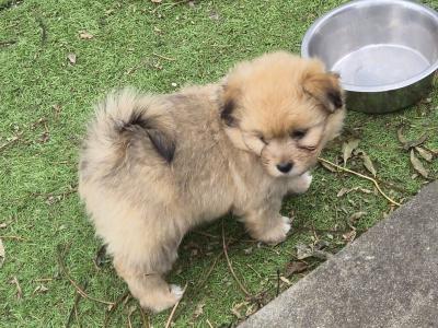 Shih Tzu x Pomeranian puppies in Clare