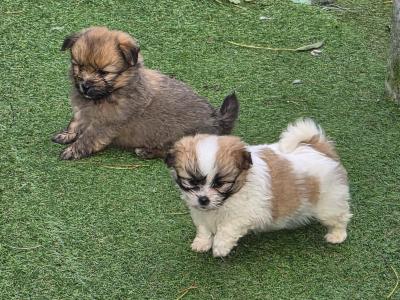 Shih Tzu x Pomeranian puppies in Clare