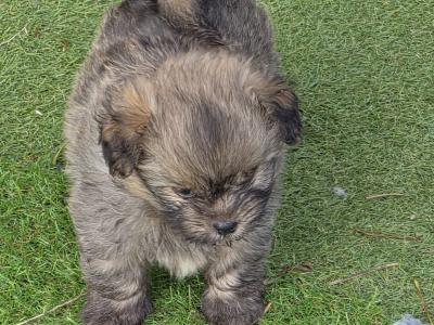 Shih Tzu x Pomeranian puppies in Clare