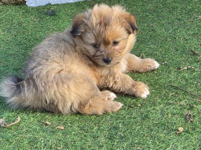 Shih Tzu x Pomeranian puppies in Clare