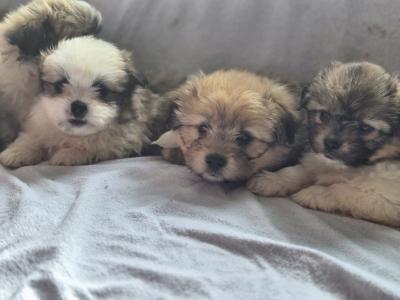 Shih Tzu x Pomeranian puppies in Clare