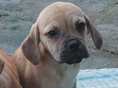Puggle puppies in Kilkenny