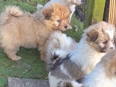 Shih Tzu x Pomeranian puppies in Clare