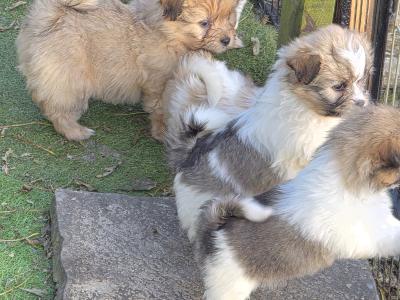 Shih Tzu x Pomeranian puppies in Clare