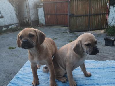 Puggle puppies in Kilkenny