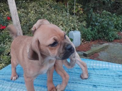 Puggle puppies in Kilkenny