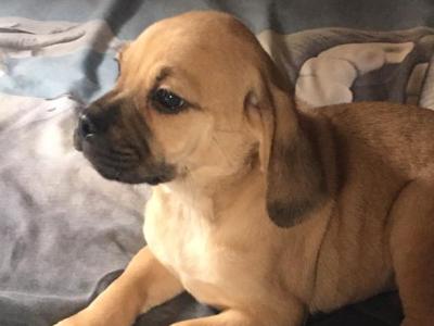 Puggle puppies in Kilkenny