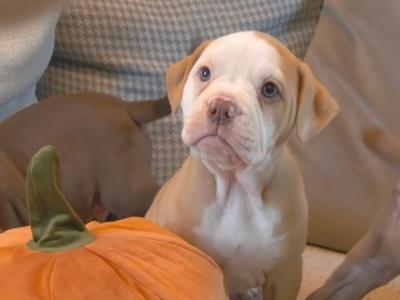 Old Tyme English Bulldog puppies in Limerick
