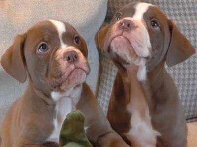Old Tyme English Bulldog puppies in Limerick
