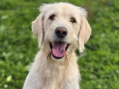 Male Labradoodle in Mayo