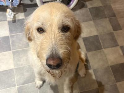 Male Labradoodle in Mayo
